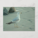 Recherche de maritime cartes postales Mouettes