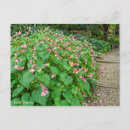 Recherche de bégonias cartes postales Rose