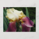 Recherche de iris jaune cartes postales Nature