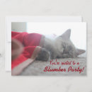 Recherche de chats siamois invitations Chaton