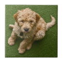 Recherche de chiot carreaux Mignon