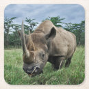 Recherche de rhinocéros dessous de verres Faune