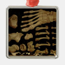Recherche de anatomie ornements Aquapendente