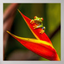 Recherche de grenouille colorée posters Amphibien