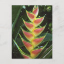 Recherche de schafer de kevin cartes postales Flore