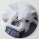 Recherche de races badges Mignon
