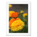 Zoek naar gele chrysanten posters Mallen