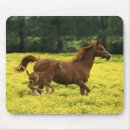 Recherche de habitat tapis souris Famille