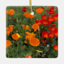 Recherche de coquelicot ornements Californie