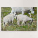 Zoek naar baby geit puzzels Natuur