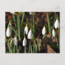 Recherche de snowdrops cartes postales Blanc