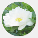 Recherche de pivoine blanche autocollants Poney