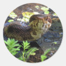 Recherche de reptile autocollants Photographie
