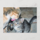 Recherche de maman et bébé cartes postales Tigre