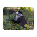 Recherche de tacheté magnets Faune