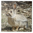 Recherche de lapin sauvage carreaux Toute personne