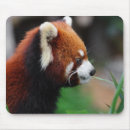 Zoek naar rode panda muismatten Beer
