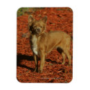 Recherche de appareils photo magnets Regarder l'appareil photo