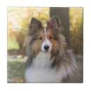 Recherche de chien de berger carreaux Tuile