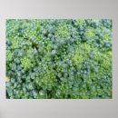 Recherche de fruits et légumes posters Brocoli
