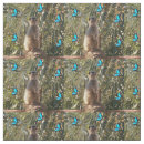 Recherche de alerte photographie Meerkat