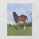Recherche de poulain cartes postales Debout