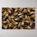 Zoek naar bijenkorf posters Insecten