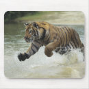 Recherche de tigre du bengale tapis souris Faune