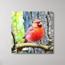 Recherche de cardinal rouge toiles Oiseau