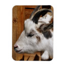 Recherche de chèque magnets Animaux de ferme