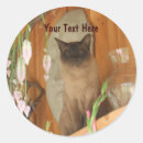 Recherche de chats de chat photographie Animal