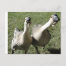 Recherche de klaxons cartes postales Oie