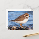 Recherche de pluviers cartes postales Plage