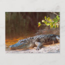 Recherche de alligator sauvage cartes postales Reptile