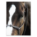 Recherche de cheval de baie posters Brun