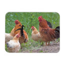 Recherche de poules magnets Poulet
