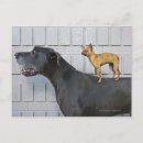 Recherche de grand chien cartes postales Contrastes