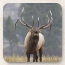 Recherche de nussbaumer de rolf Faune