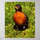 Recherche de sein rouge posters Oiseaux