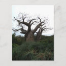 Recherche de savane africaine cartes postales Afrique