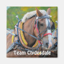 Recherche de chevaux de trait magnets Clydesdale