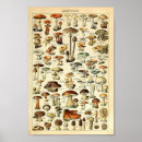 Recherche de champignons posters Éducatif