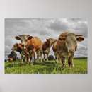 Zoek naar herd posters Dieren