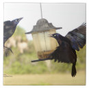 Zoek naar kraaien tegels Raven