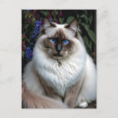 Recherche de birman chat cartes postales Amoureux des chats