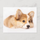 Recherche de portraits animaux cartes postales Mignon