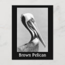 Zoek naar pelican briefkaarten Beach