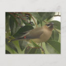 Recherche de oiseaux chanteurs cartes postales Animal