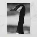 Recherche de oies canadiennes cartes postales Faune