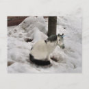 Recherche de humour chèvre cartes postales Mignon